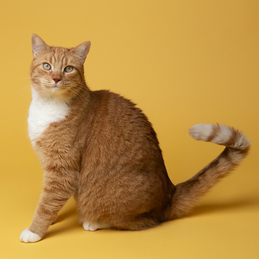 Katze