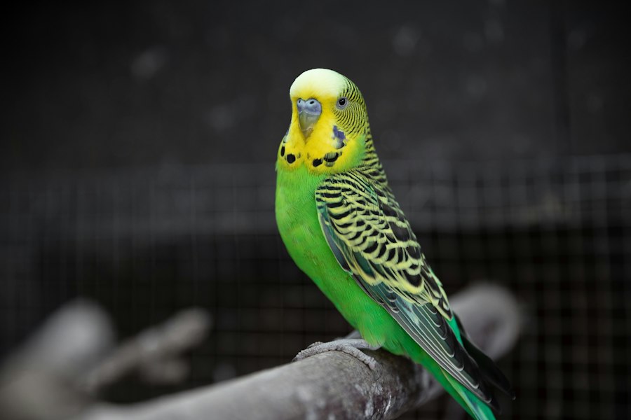 Vogel